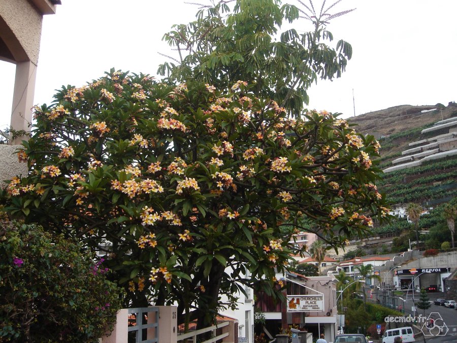 DSC01005