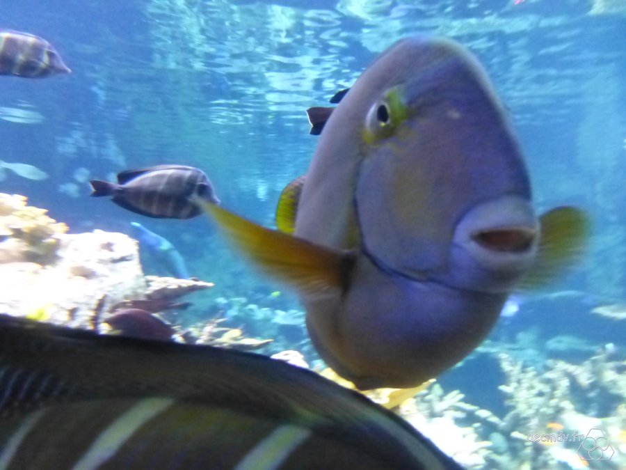 Aquarium-3