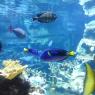 Aquarium-Cherbourg-1