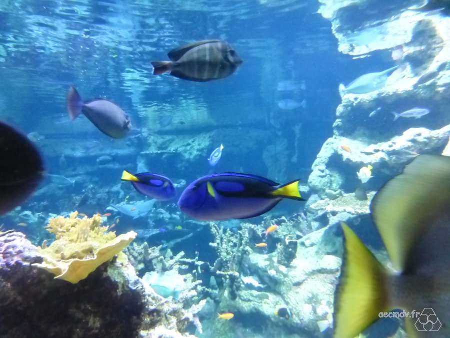 Aquarium-Cherbourg-1