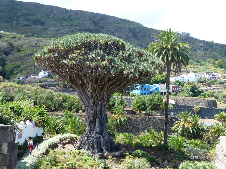 Tenerife-018