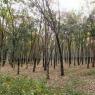 39_Plantation-heveas