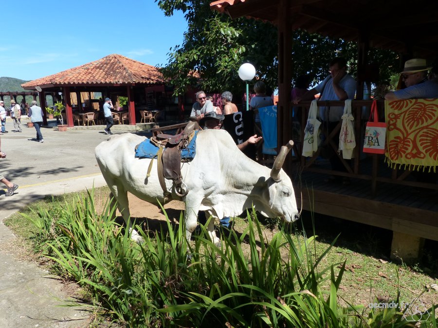 Cuba_11-23nov2016-172